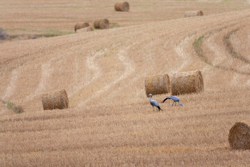 Blue Crane, Grus paradisea