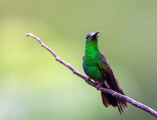 White-vented Plumeleteer, Chalybura buffonii