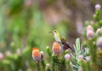 Green-tailed Trainbearer, Lesbia nuna gracilis