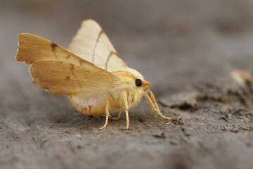 Closeup on a yellow September thorn geometer moth, Ennomos erosariasiting with open wings