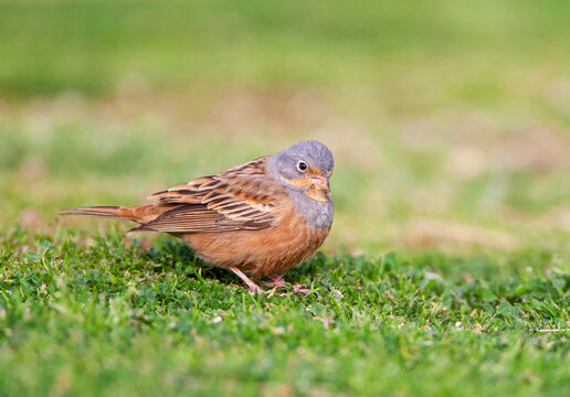 Cretzschmar's Bunting, Emberiza Caesia