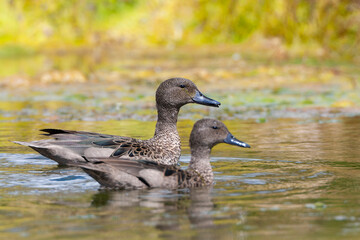 Andean Teal, Anas andium