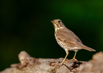 Song Trush, Turdus philomelos