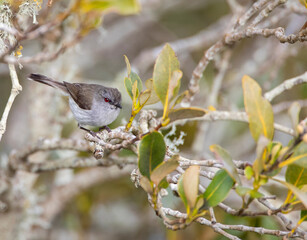 Grey Gerygone, Gerygone igata