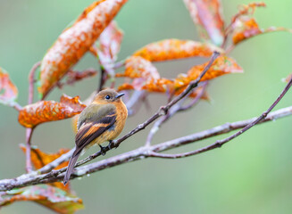 Cinnamon Flycatcher, Pyrrhomyias cinnamomeus pyrrhopterus