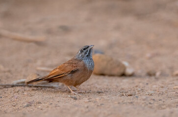 House Bunting, Emberiza sahari