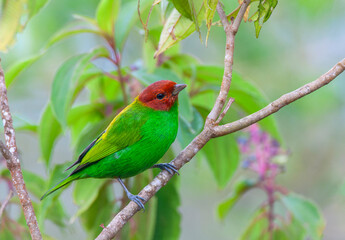Bay-headed tanager, Tangara gyrola toddi