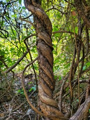 Fototapeta premium tree in the forest