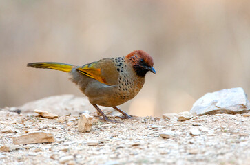 Chestnut-crowned laughingthrush, Trochalopteron erythrocephalum
