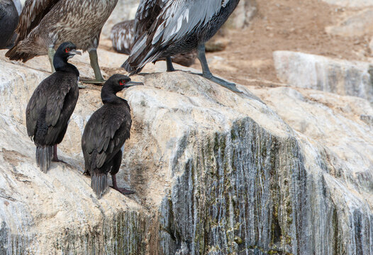 Guanay Cormorant, Leucocarbo Bougainvilliorum