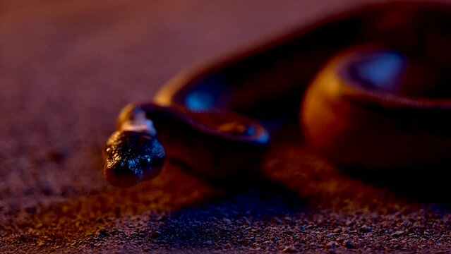 Coiled snake in colorfully lit sa