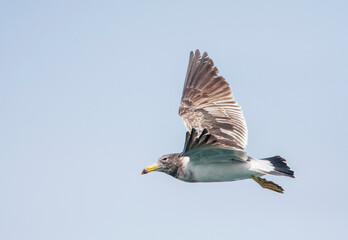 Belcher's Gull, Larus belcher