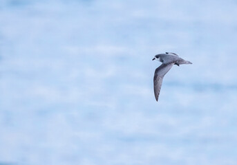 Mottled Petrel, Pterodroma inexpectata