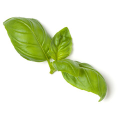 top of basil leaves isolated on white background closeup, top view