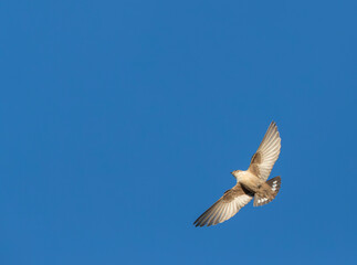 Crag Martin, Ptyonoprogne rupestris