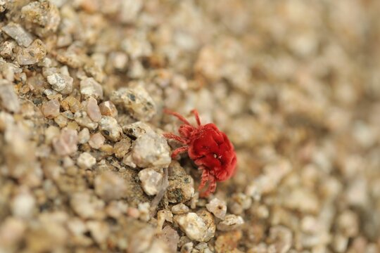 Closeup shot of a small red velvet mites crab crawling on tiny rocks in Narsapur forest