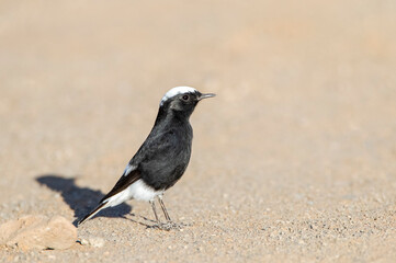 White-crowned Wheatear, Oenanthe leucopyga aegra