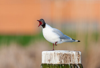Common Black-headed Gull, Chroicocephalus ridibundus