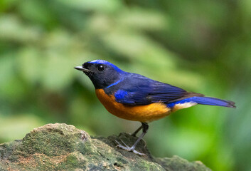 Fototapeta premium Fujian Niltava, Niltava davidi