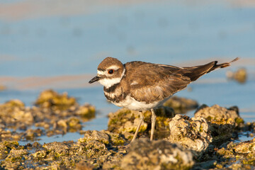 Killdeer, Charadrius vociferus