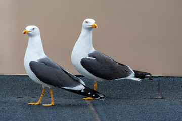 Lesser Black-backed Gull, Larus fuscus