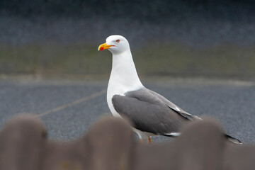 Lesser Black-backed Gull, Larus fuscus