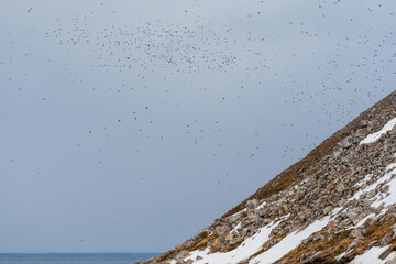 Little Auk, Alle alle