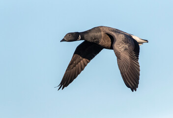 Dark-bellied Brent Goose, Branta bernicla bernicla