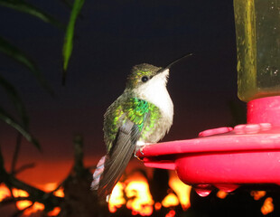 Blue-crowned Woodnymph, Thalurania colombica colombica