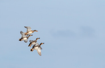Gadwall, Anas strepera
