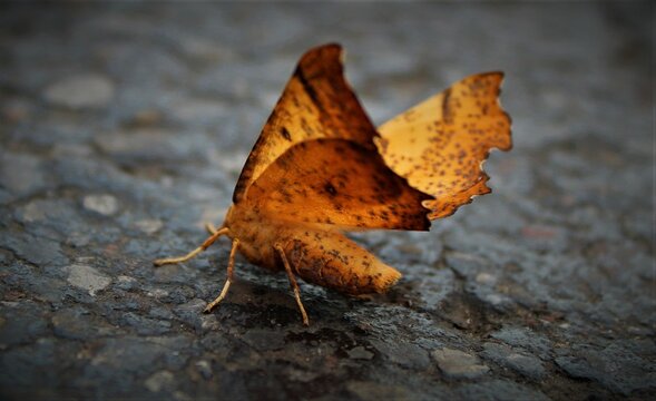 Cute Orange Moth after the Rain