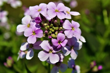 Purple Flock Flower Macro Closeup