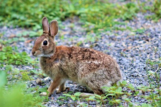 Rabbit by the roadside