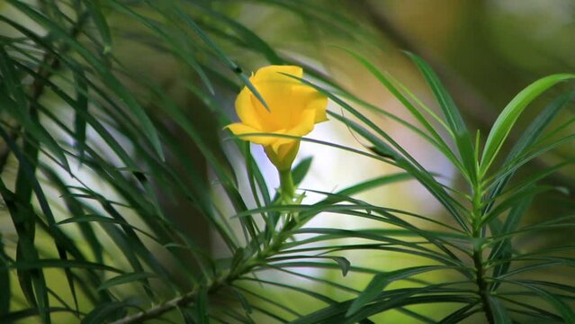 Footage of Yellow Oleander Flowers With blurred background
