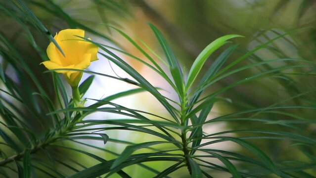 Footage of Yellow Oleander Flowers With blurred background