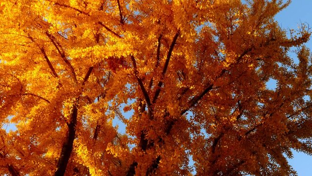 The bright yellow leaves of the Ginkgo Biloba tree in autumn. Ginkgo Trees are native to China, but can be found in many places. Shot in Los Angeles.