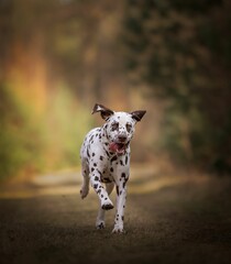 Closeup of running Dalmatian dog in autumn park