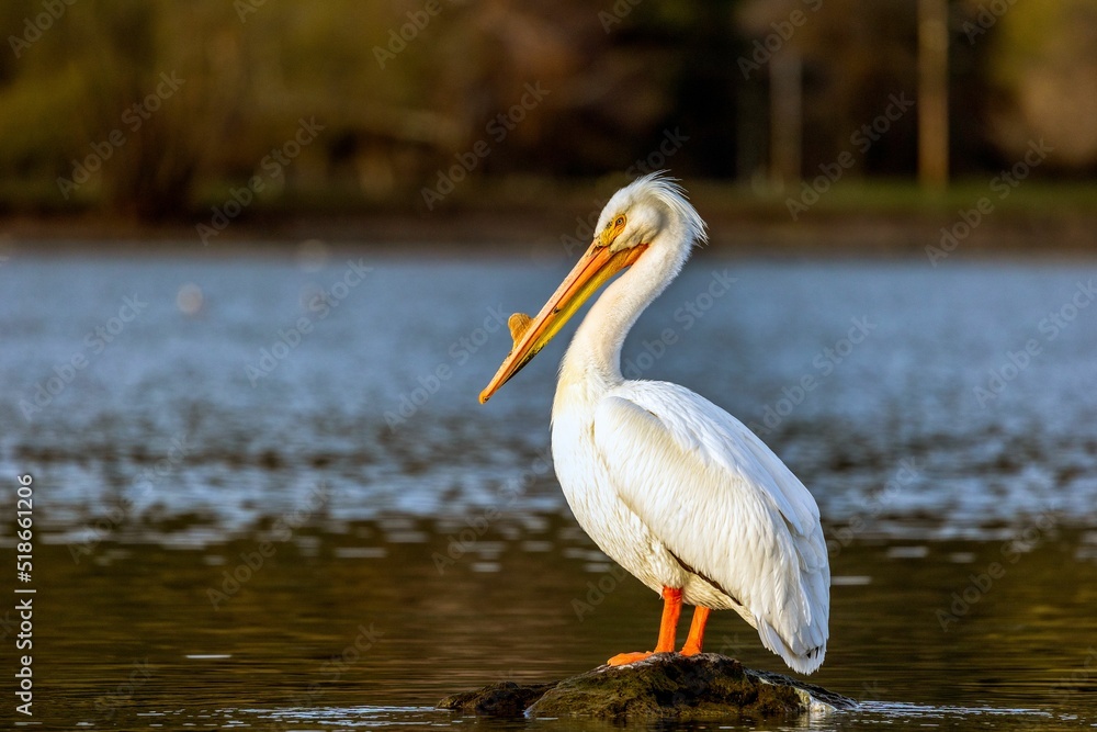 Poster Beautiful shot of an American white pelican bird sitting on a rock in the middle of a lake