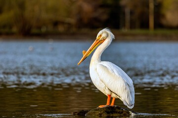 Beautiful shot of an American white pelican bird sitting on a rock in the middle of a lake - Powered by Adobe