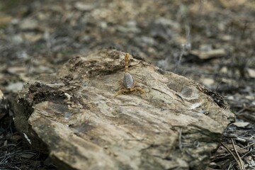 High-angle view of a leiurus abdullahbayrami on a wooden surface outdoors