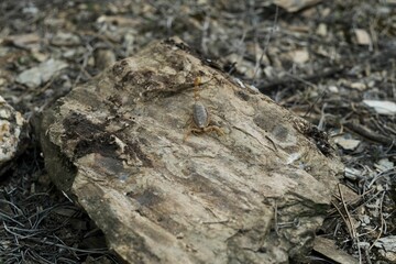 High-angle view of a leiurus abdullahbayrami on a wooden surface outdoors