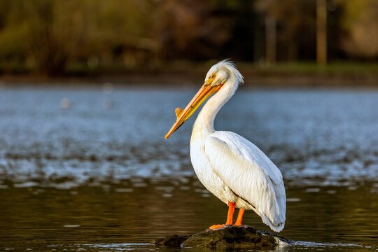 Beautiful shot of an American white pelican bird sitting on a rock in the middle of a lake
