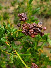 berries on a bush