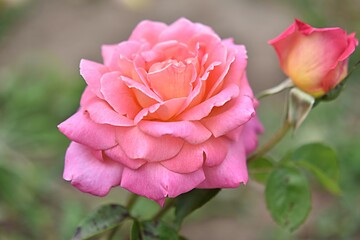 gardening. hybrid tea rose Chicago Peace orange pink