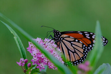 Fototapeta na wymiar Monarch butterfly on Milkweed