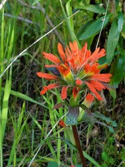 orange flower in the forest