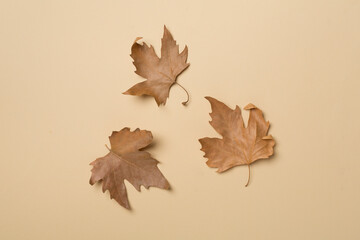 Flat lay composition with autumn leaves on color background, top view