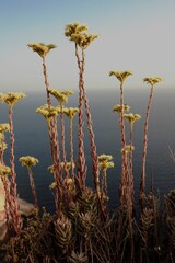 Flowering Sedum sediforme, Mediterranean stonecrop, pale stonecrop. Malta, Mediterranean