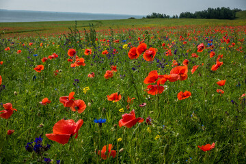 poppy field