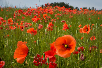 poppy field